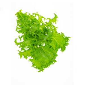 Escarole
