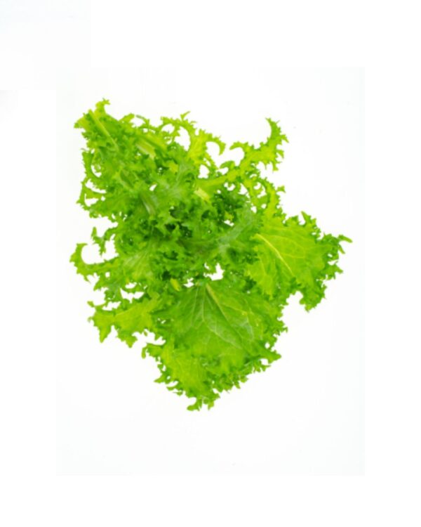 Escarole