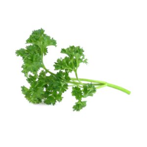Fresh Cilantro