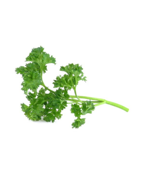 Fresh Cilantro
