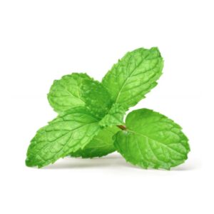 Fresh Mint