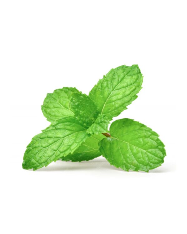 Fresh Mint