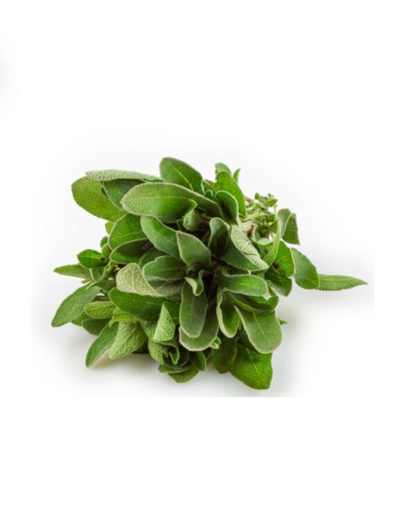 Fresh Oregano
