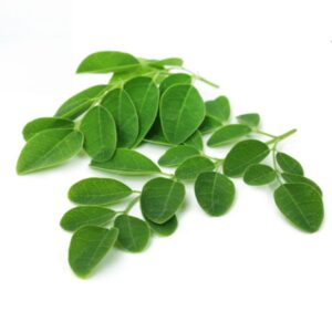 Moringa Leaves